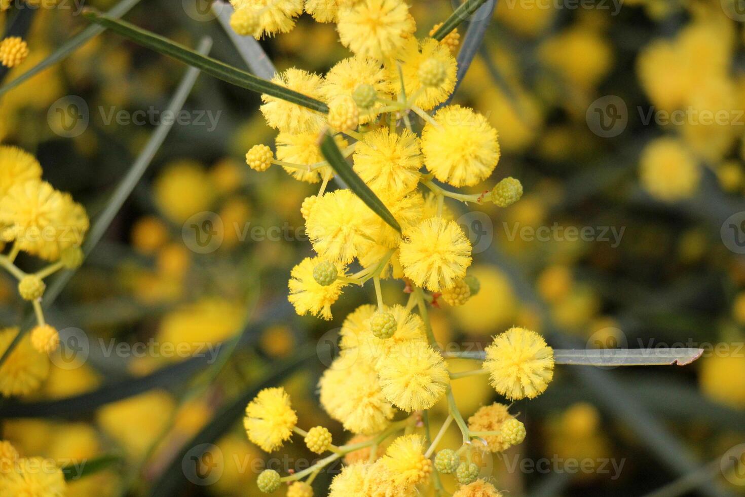 Mimosa blooms on the side of the road in a city park. photo