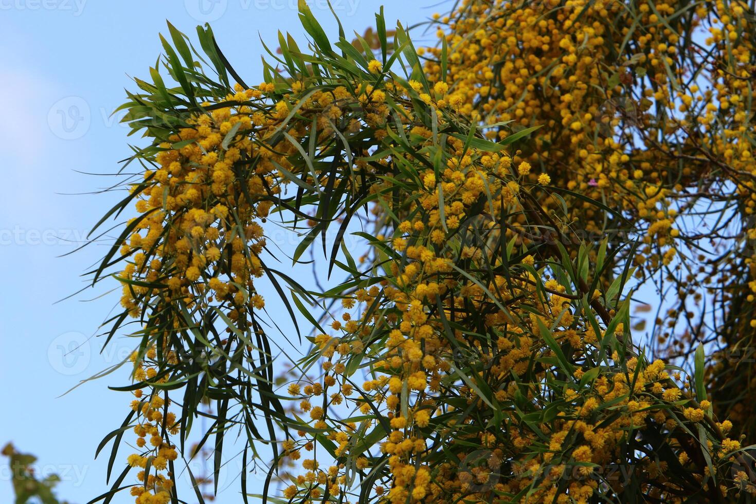 Mimosa blooms on the side of the road in a city park. photo