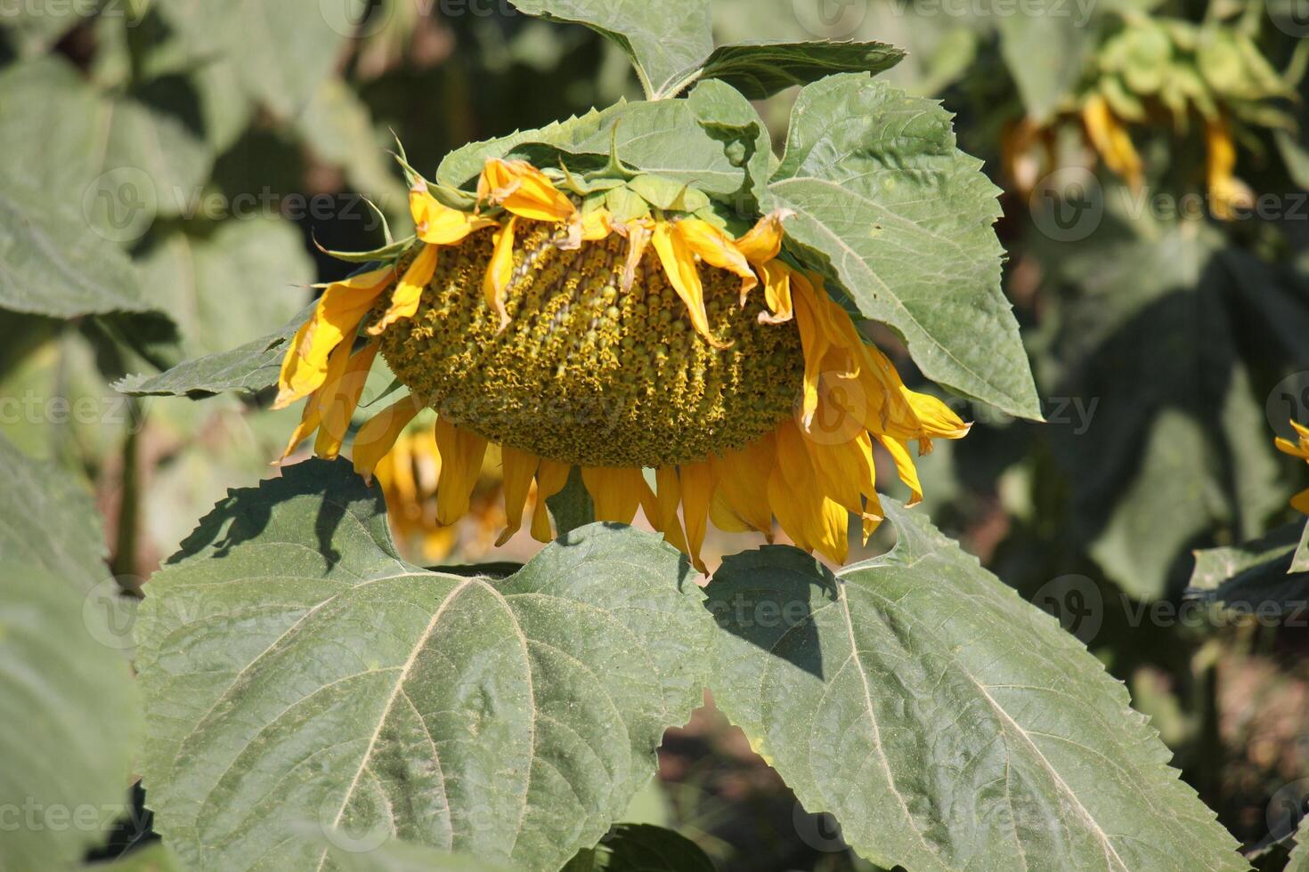 Sunflowers grow on a collective farm field in northern Israel. photo