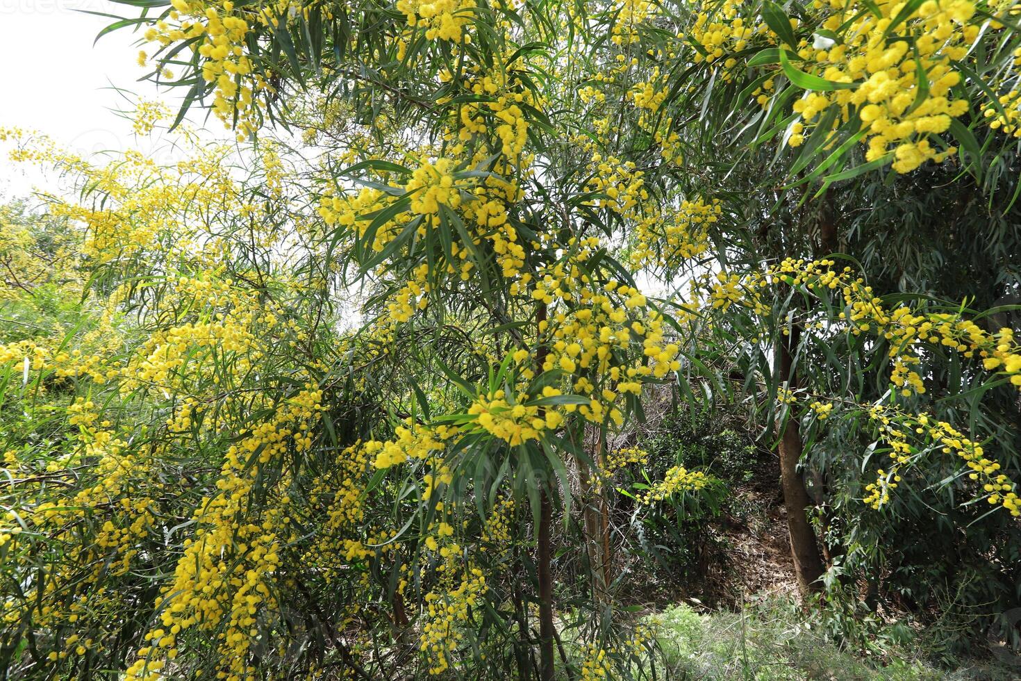 Mimosa blooms on the side of the road in a city park. photo
