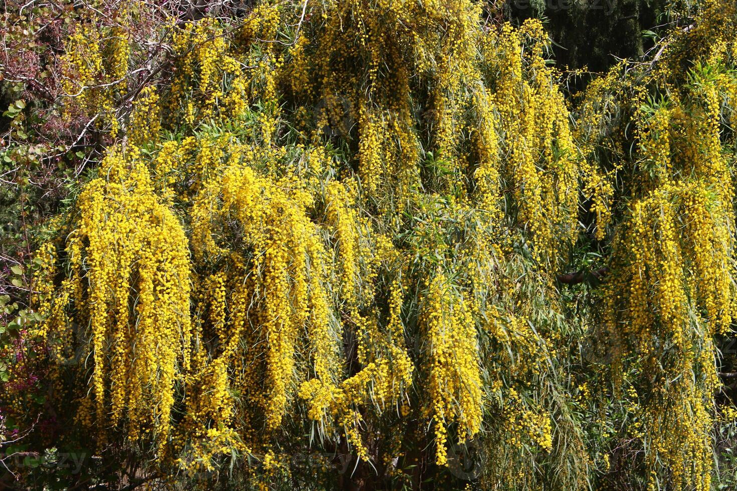Mimosa blooms on the side of the road in a city park. photo