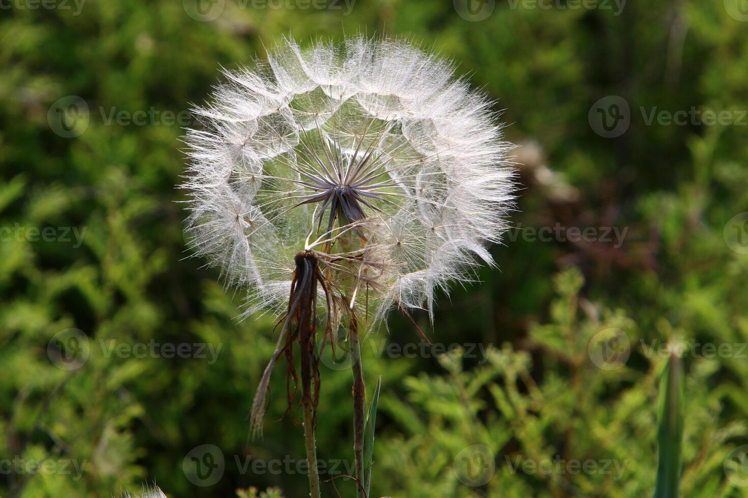 Dandelion growing in a forest clearing in northern Israel. photo