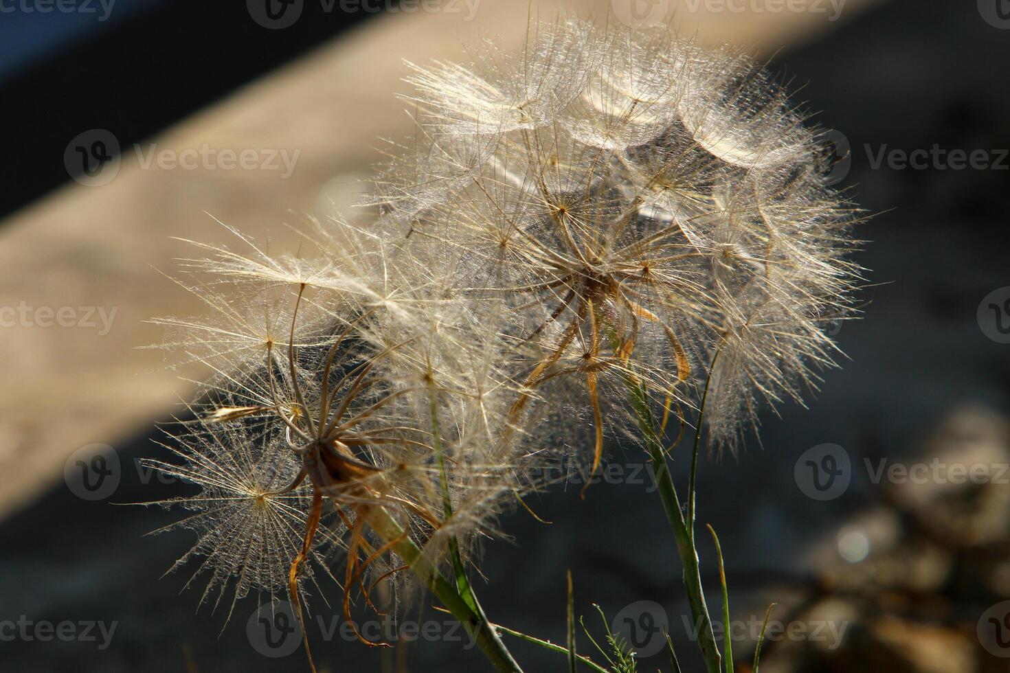 Dandelion growing in a forest clearing in northern Israel. photo