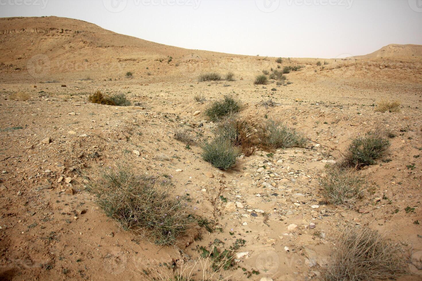 The Negev is a desert in the Middle East, located in Israel and occupying about 60 of its territory. photo