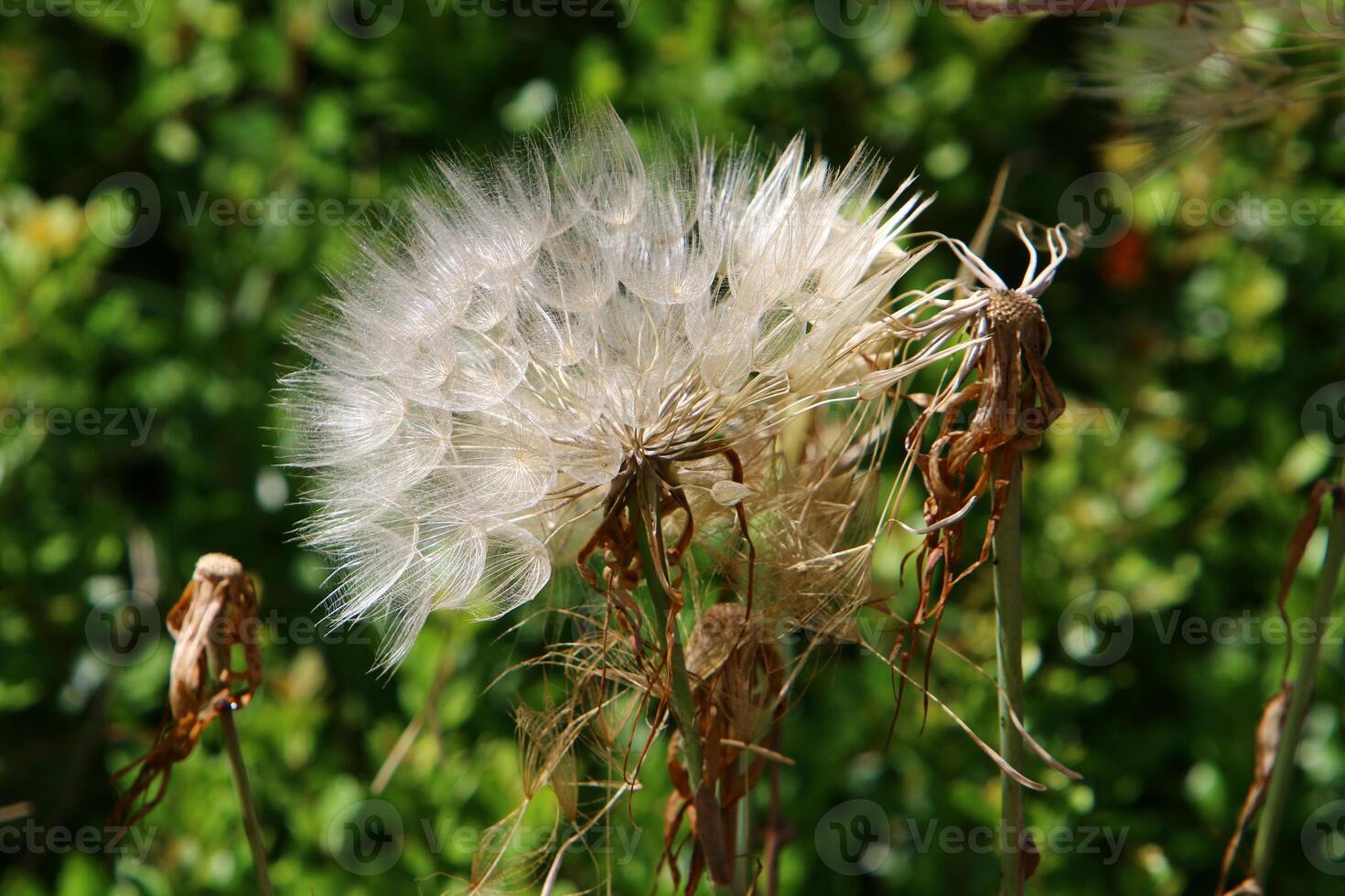 Dandelion growing in a forest clearing in northern Israel. photo