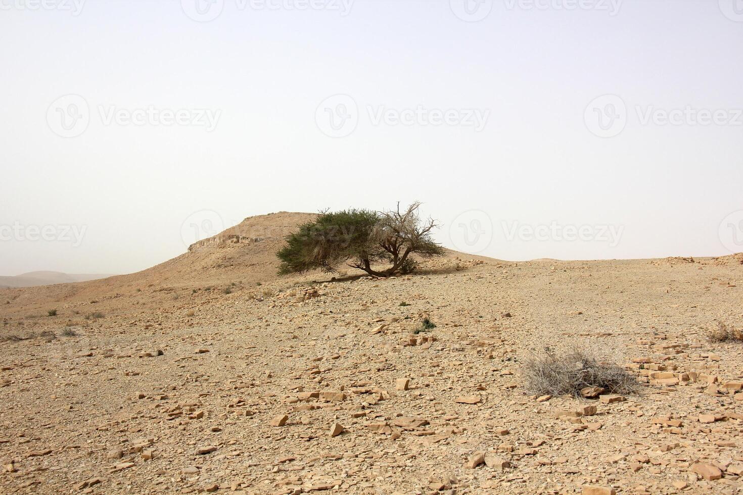 The Negev is a desert in the Middle East, located in Israel and occupying about 60 of its territory. photo