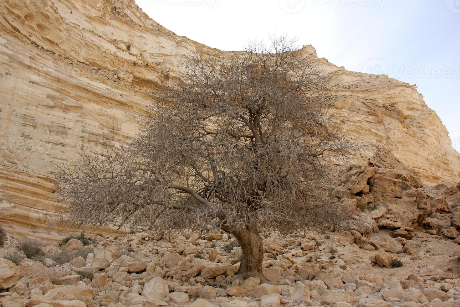 The Negev is a desert in the Middle East, located in Israel and occupying about 60 of its territory. photo