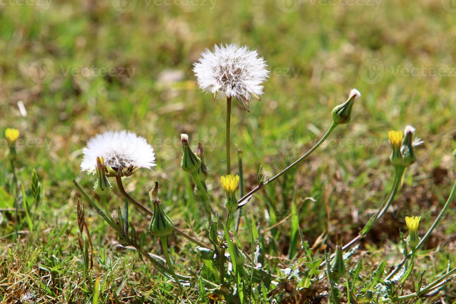 Dandelion growing in a forest clearing in northern Israel. photo