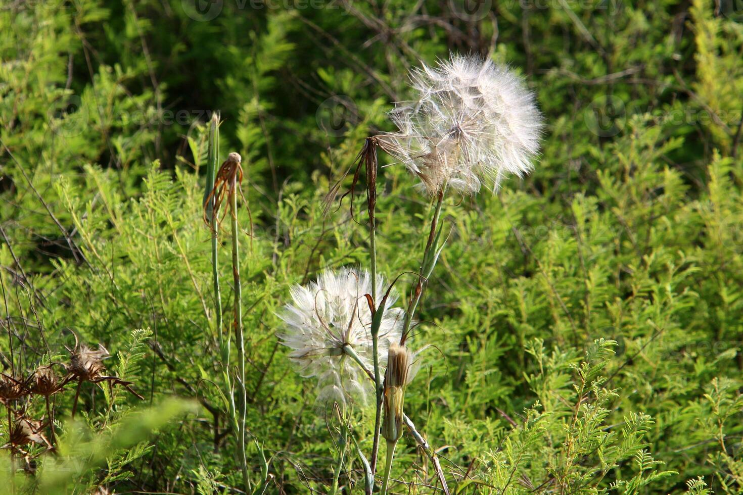 Dandelion growing in a forest clearing in northern Israel. photo