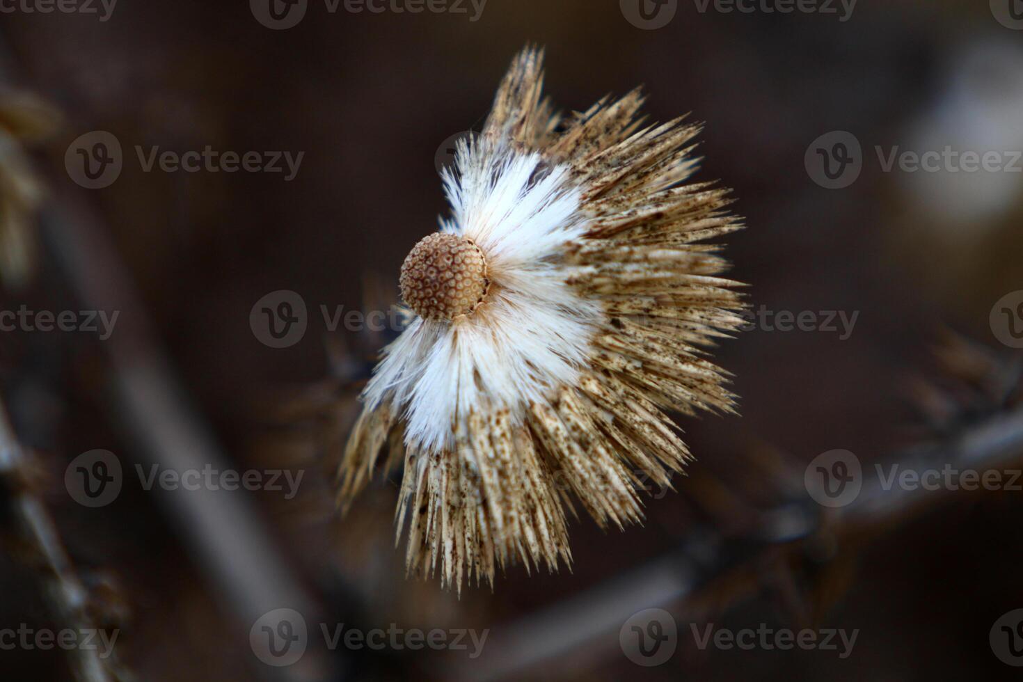 Dandelion growing in a forest clearing in northern Israel. photo