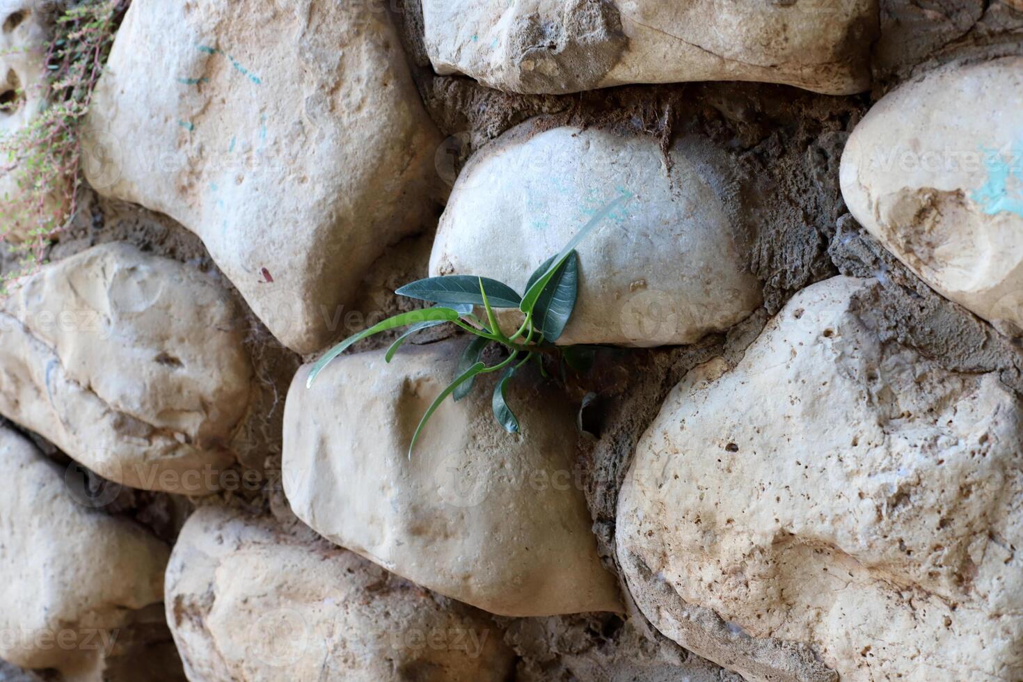 Green plants and flowers grow on the stones. photo