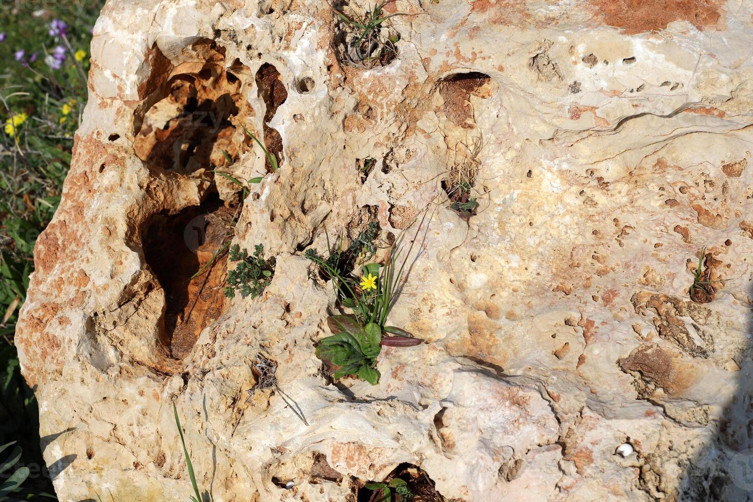 Green plants and flowers grow on the stones. photo