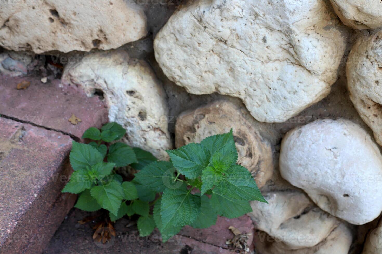 Green plants and flowers grow on the stones. photo
