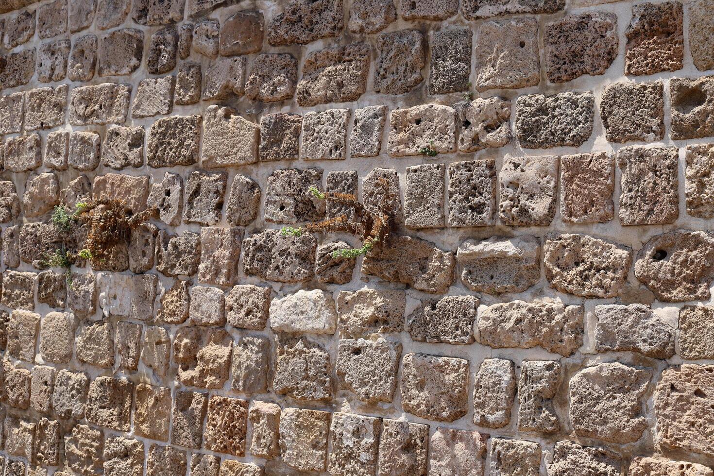 Green plants and flowers grow on the stones. photo
