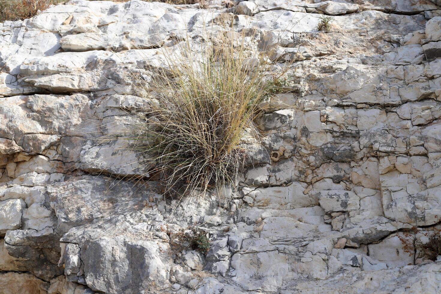 Green plants and flowers grow on the stones. photo