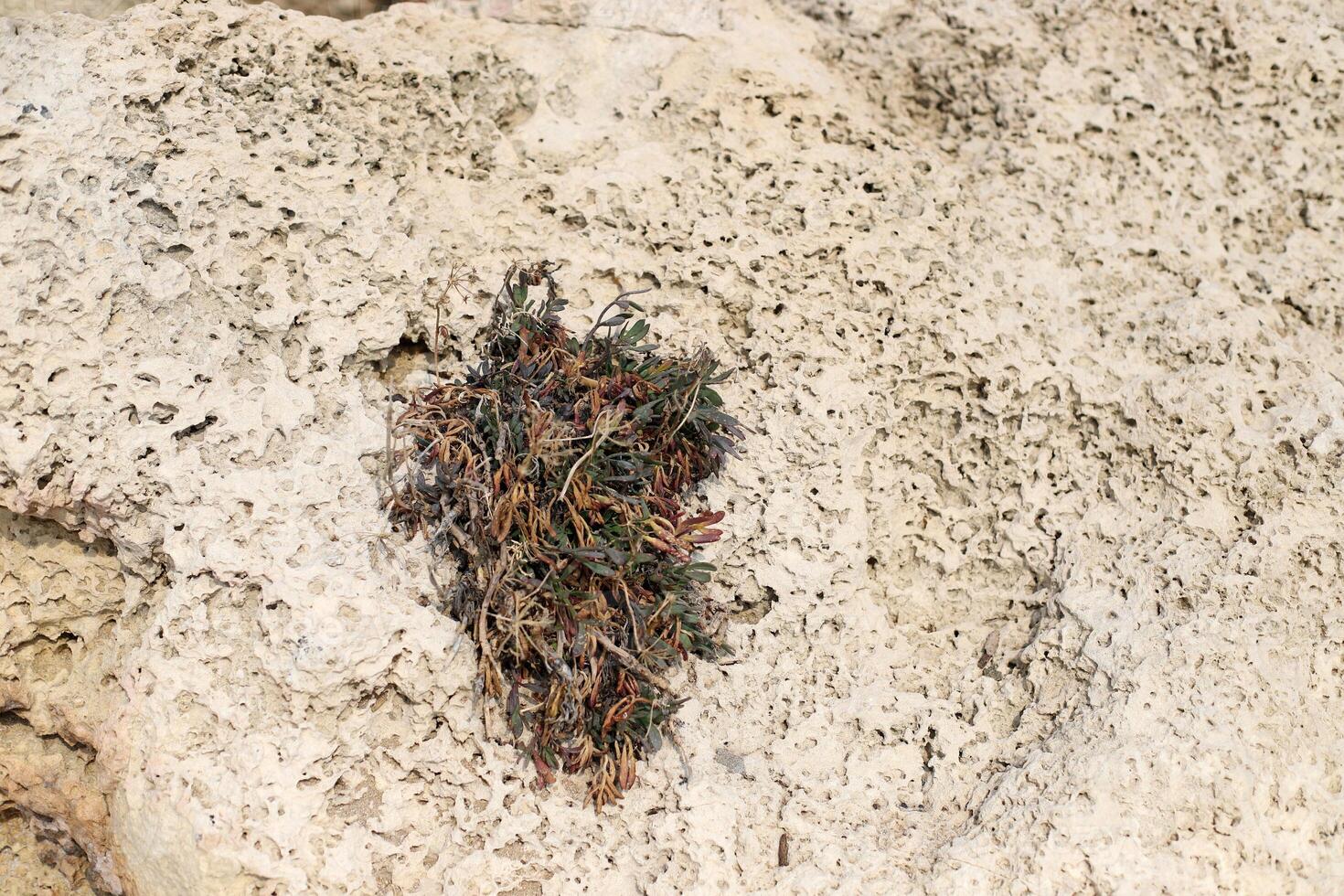 Green plants and flowers grow on the stones. photo