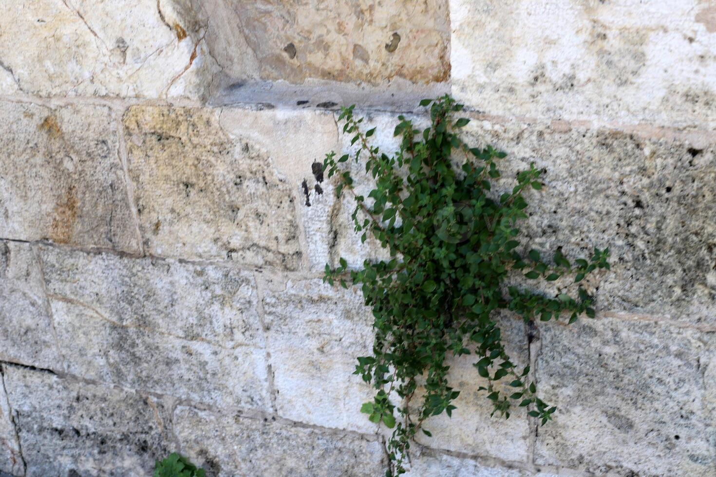 Green plants and flowers grow on the stones. photo