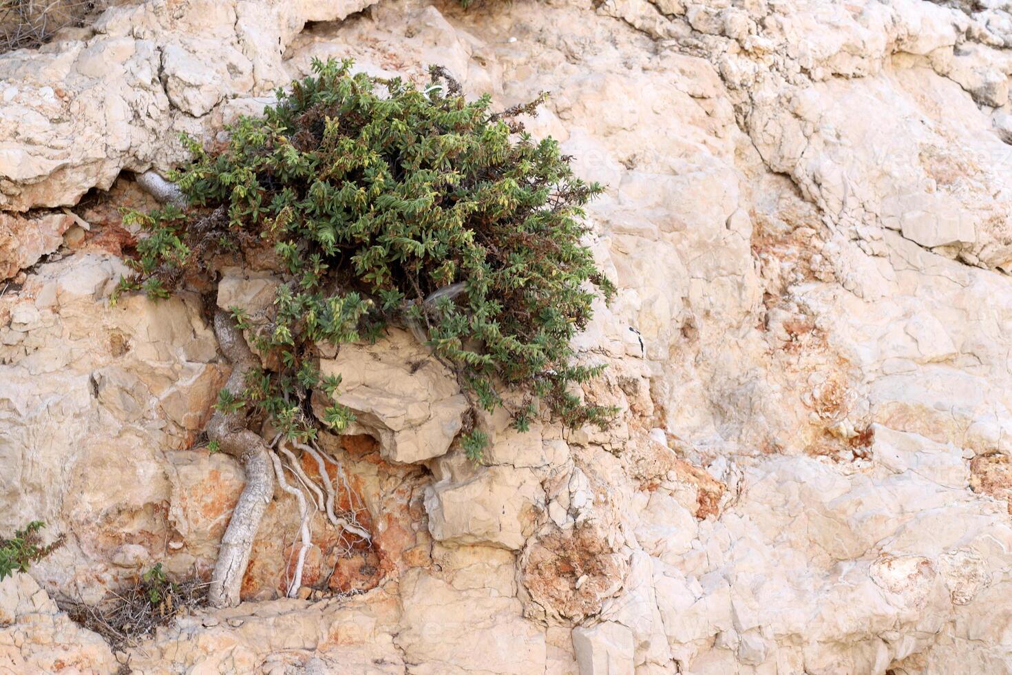 Green plants and flowers grow on the stones. photo