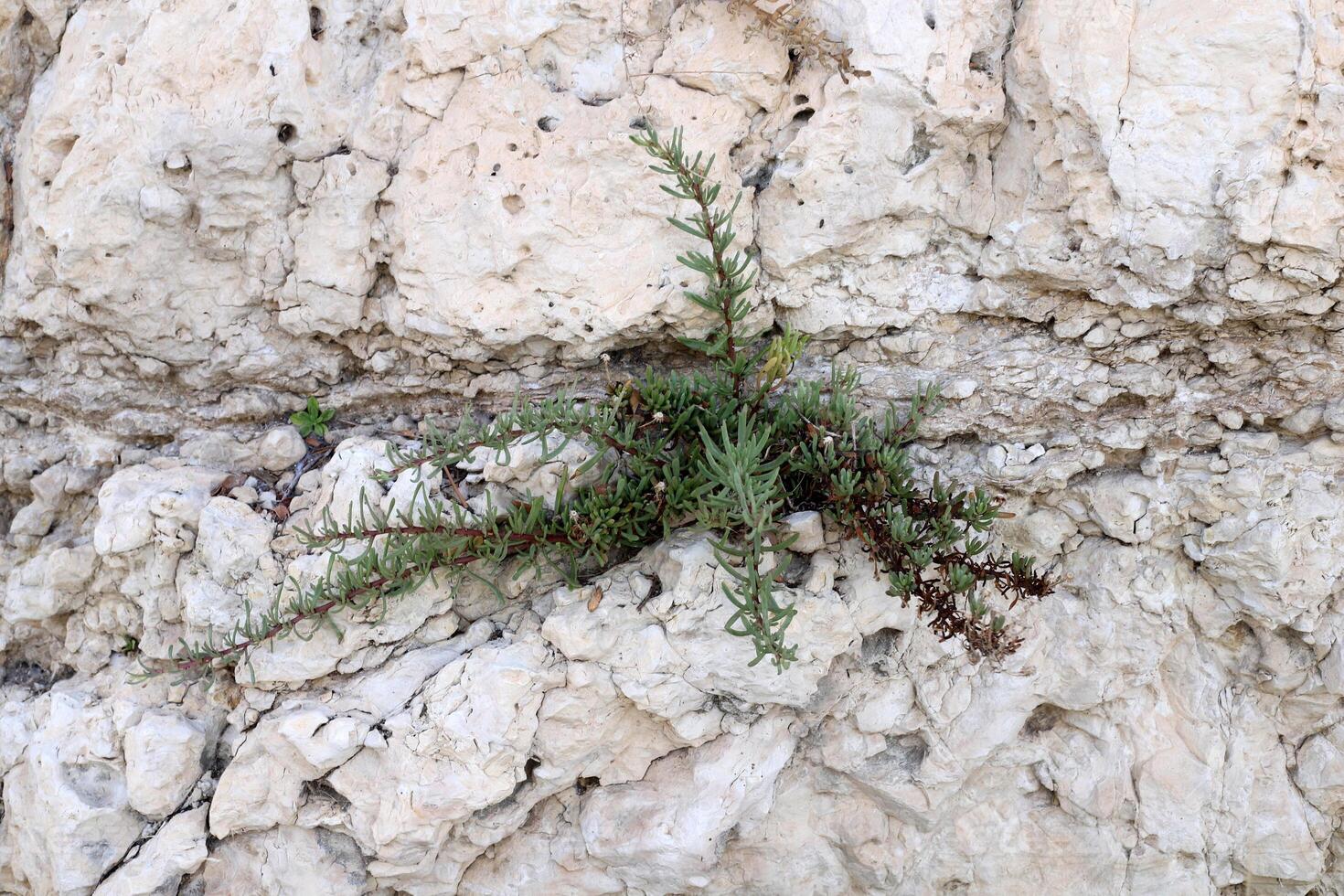 Green plants and flowers grow on the stones. photo