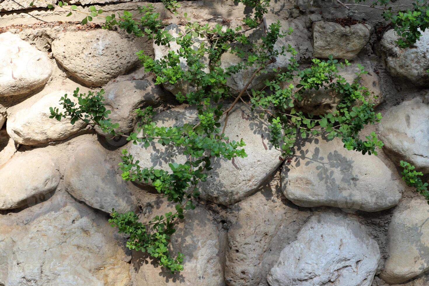 Green plants and flowers grow on the stones. photo