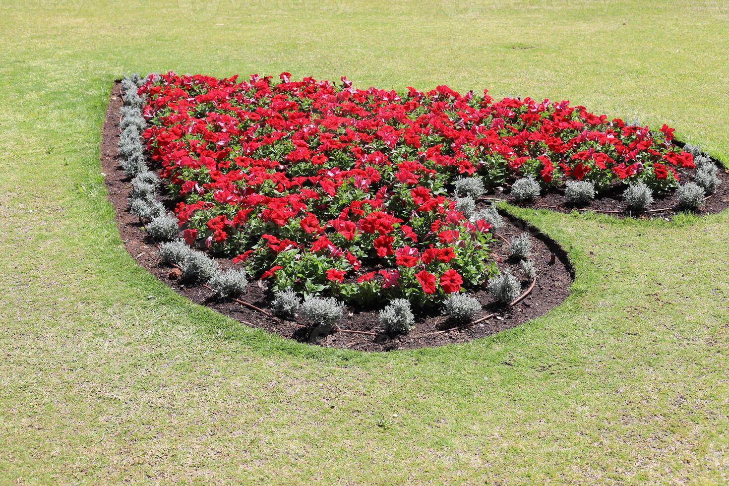 Flowers in a city park on the shores of the Mediterranean Sea. photo
