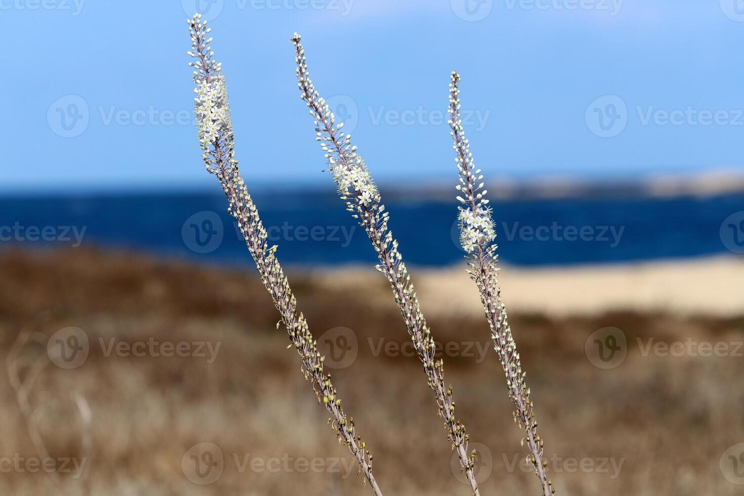 Flowers in a city park on the shores of the Mediterranean Sea. photo