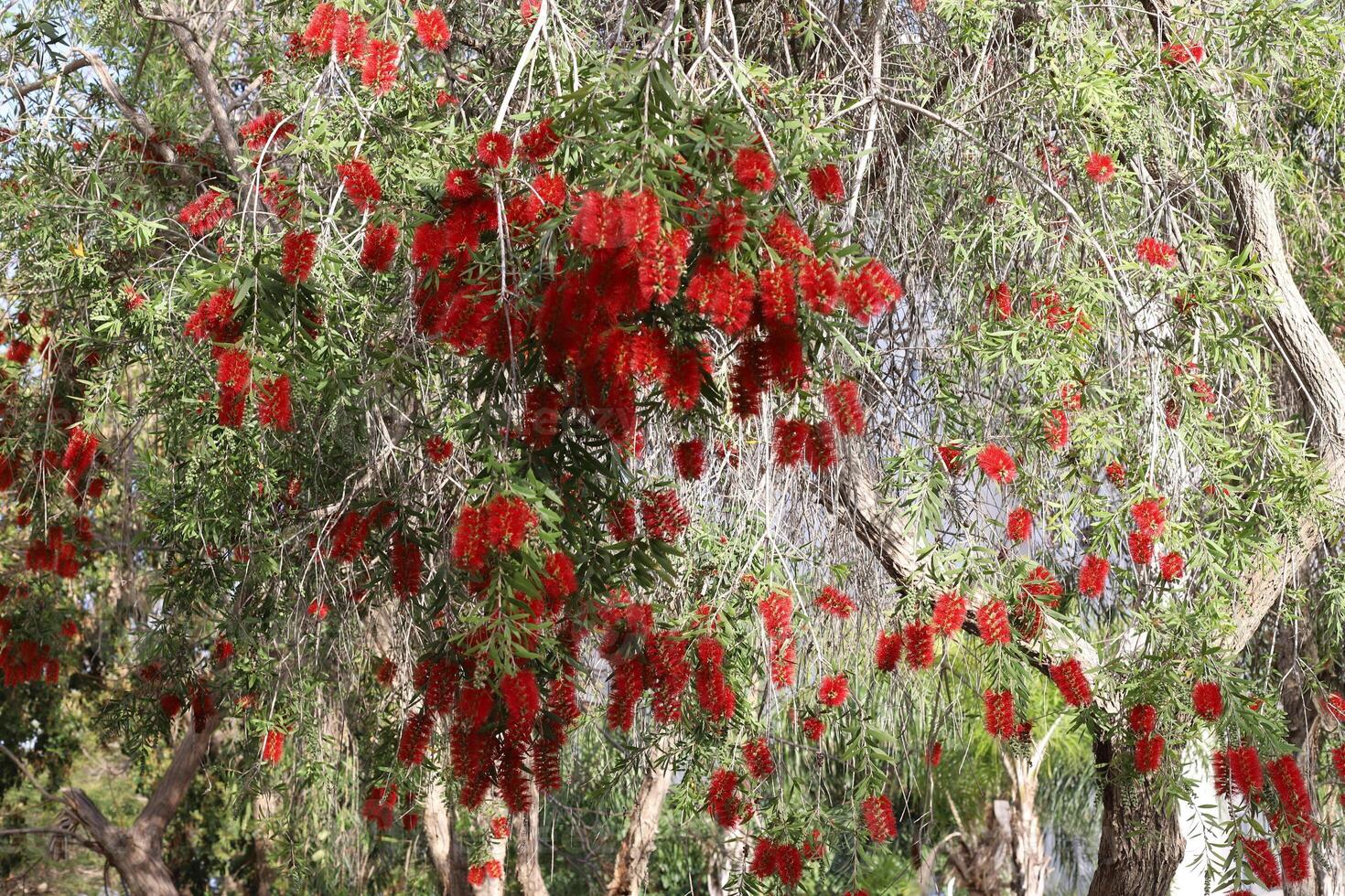 Flowers in a city park on the shores of the Mediterranean Sea. photo
