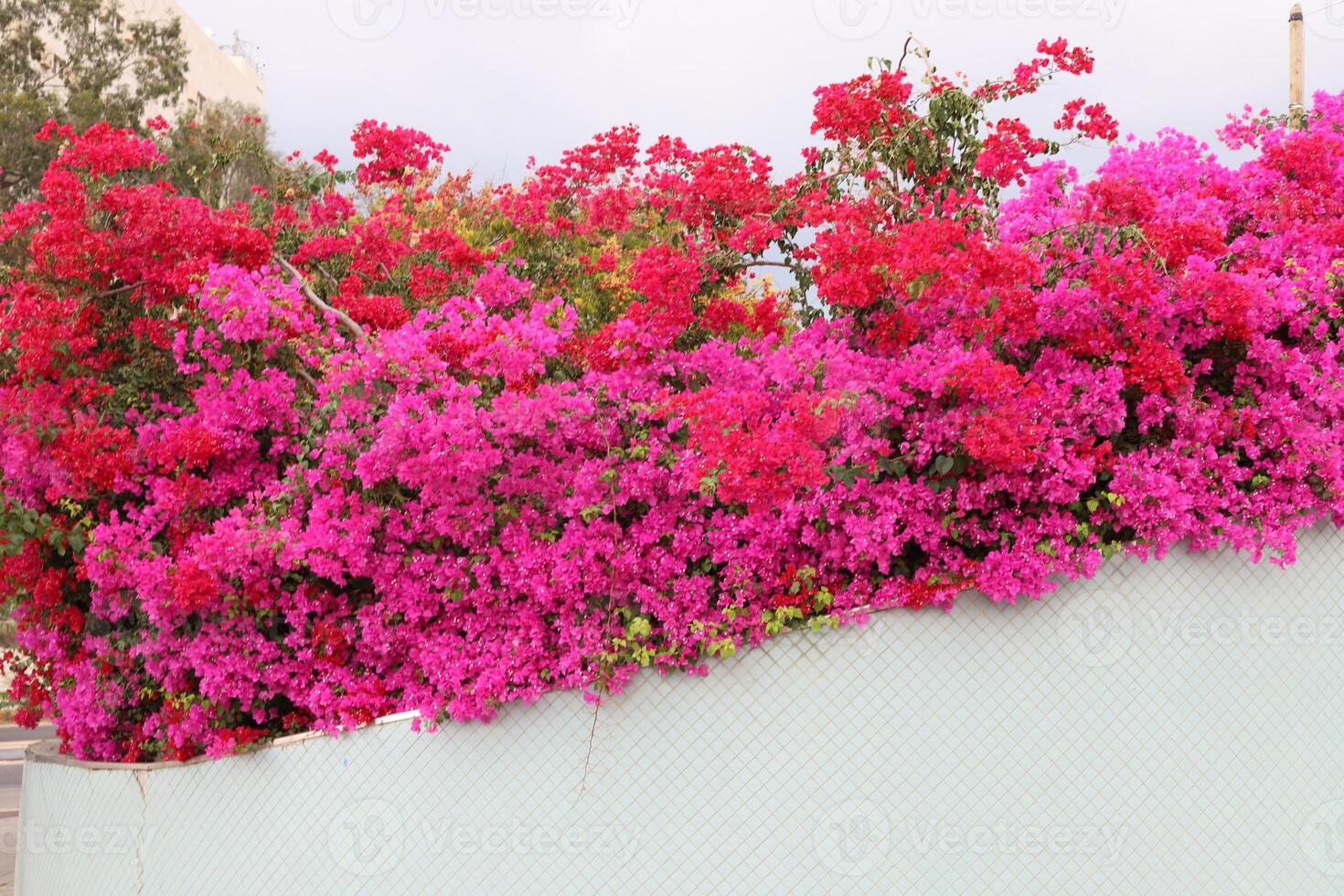 Flowers in a city park on the shores of the Mediterranean Sea. photo