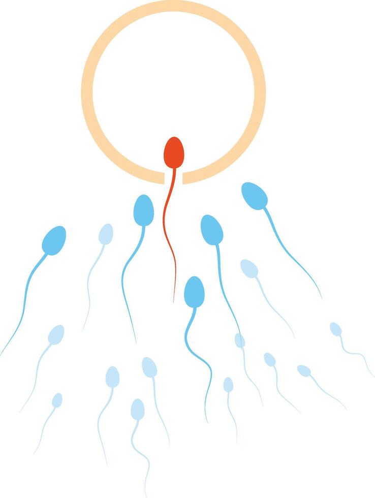 esperma dificil a conquistar el humano huevo vector