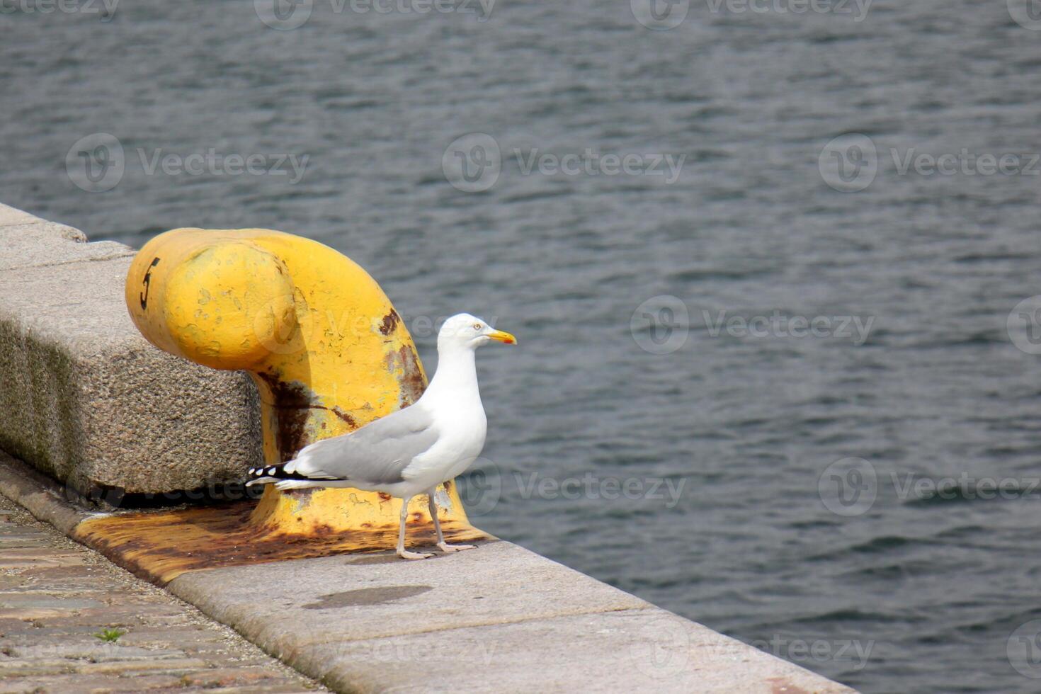 A pier on the shore for mooring boats and yachts. photo