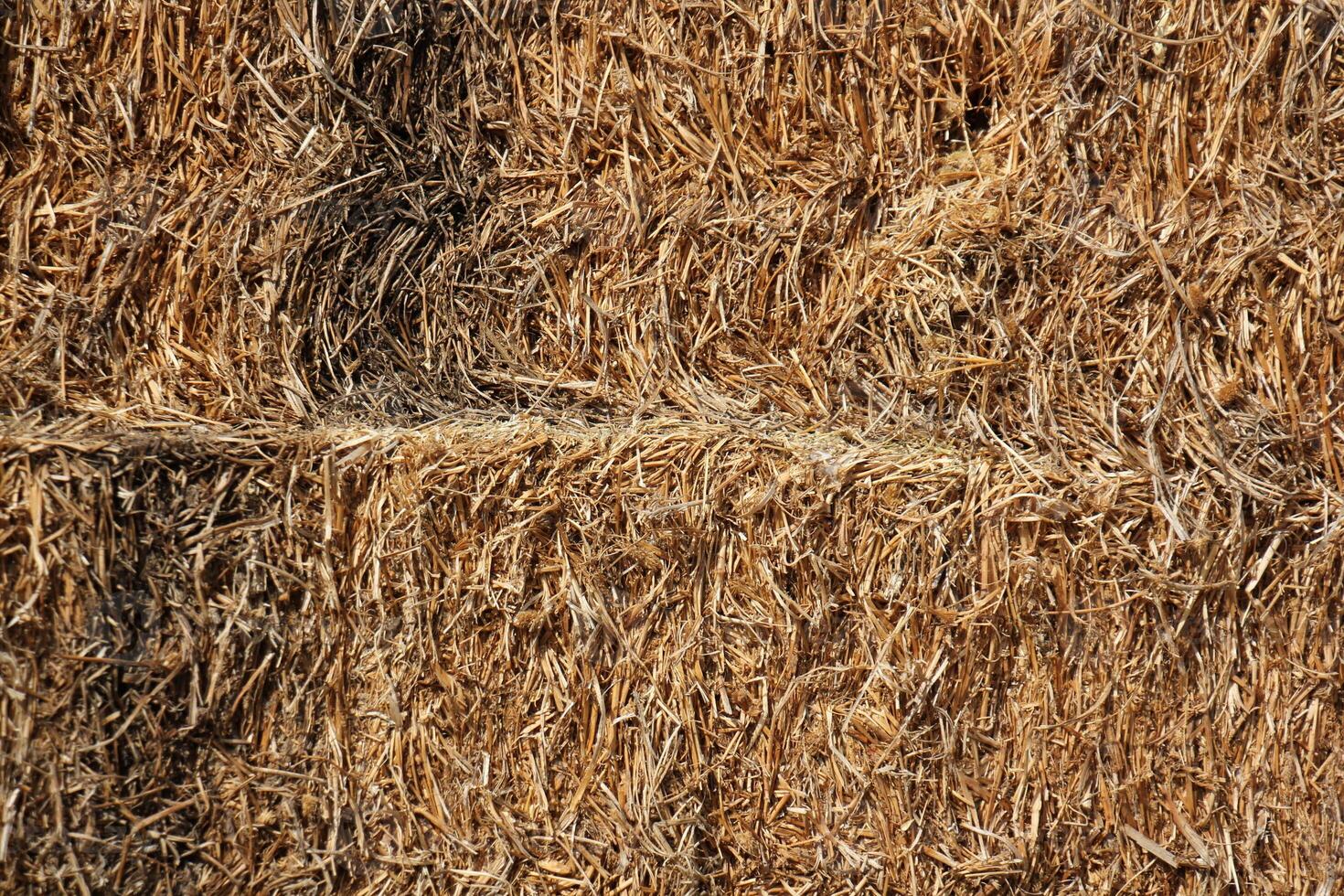 Straw is the dry stems of cereal crops remaining after threshing. photo