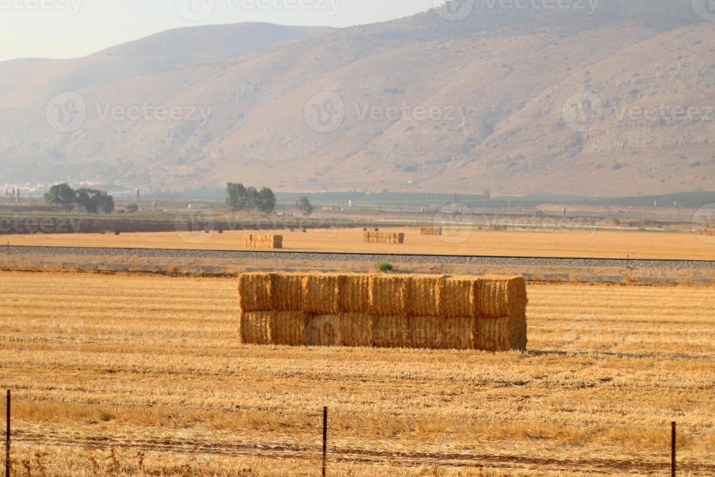 Straw is the dry stems of cereal crops remaining after threshing. photo