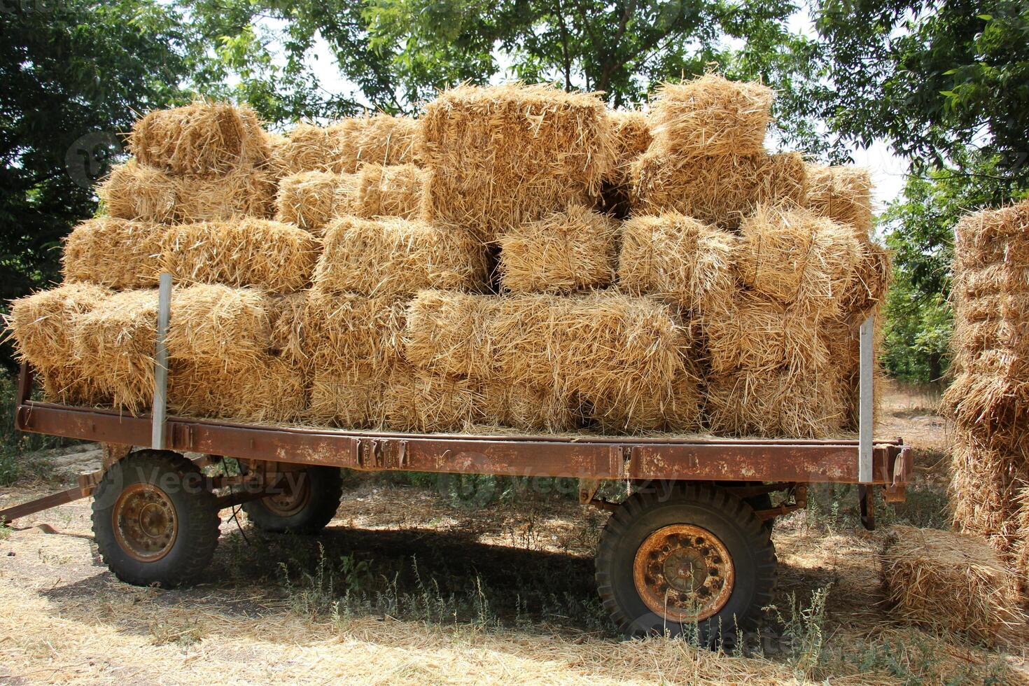 Straw is the dry stems of cereal crops remaining after threshing. photo