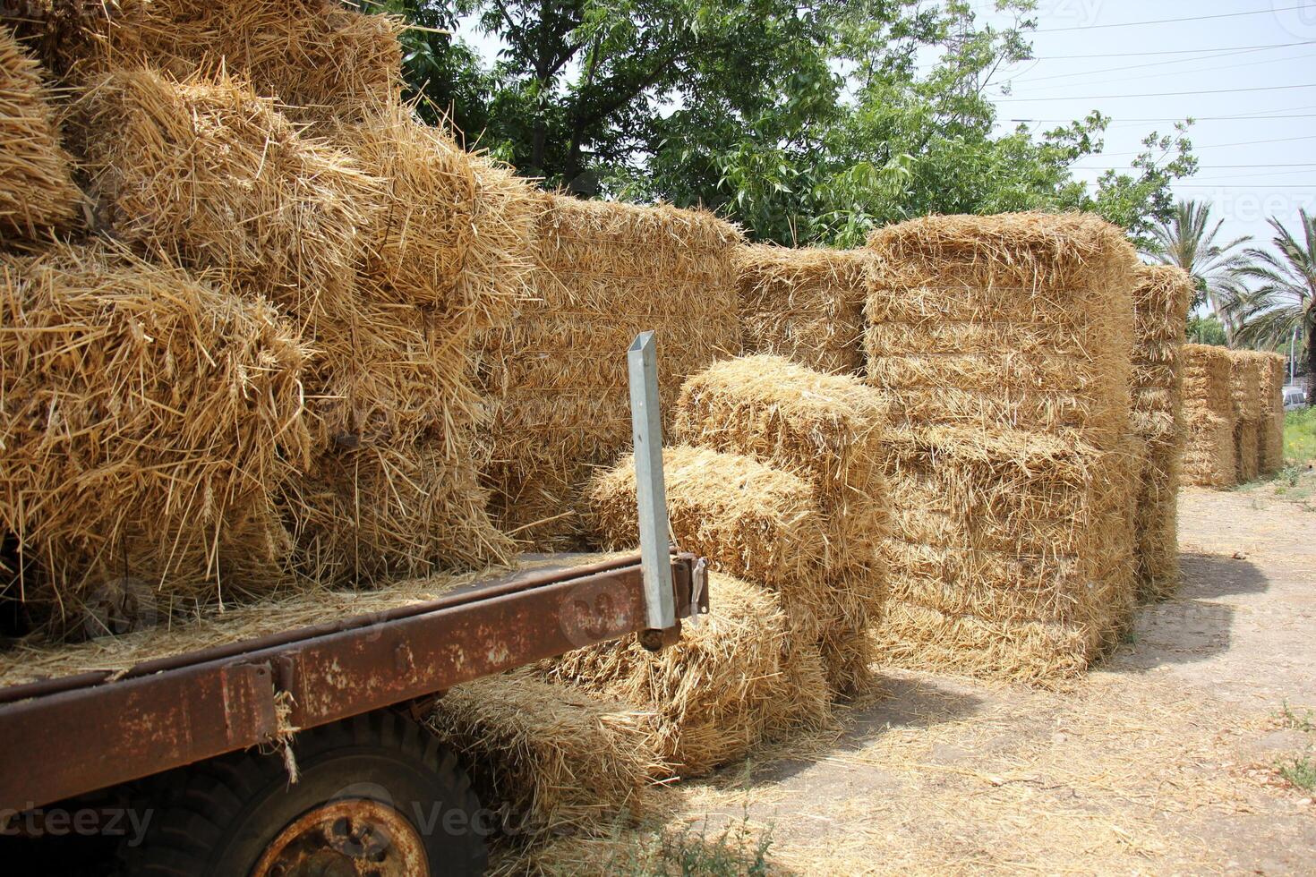 Straw is the dry stems of cereal crops remaining after threshing. photo
