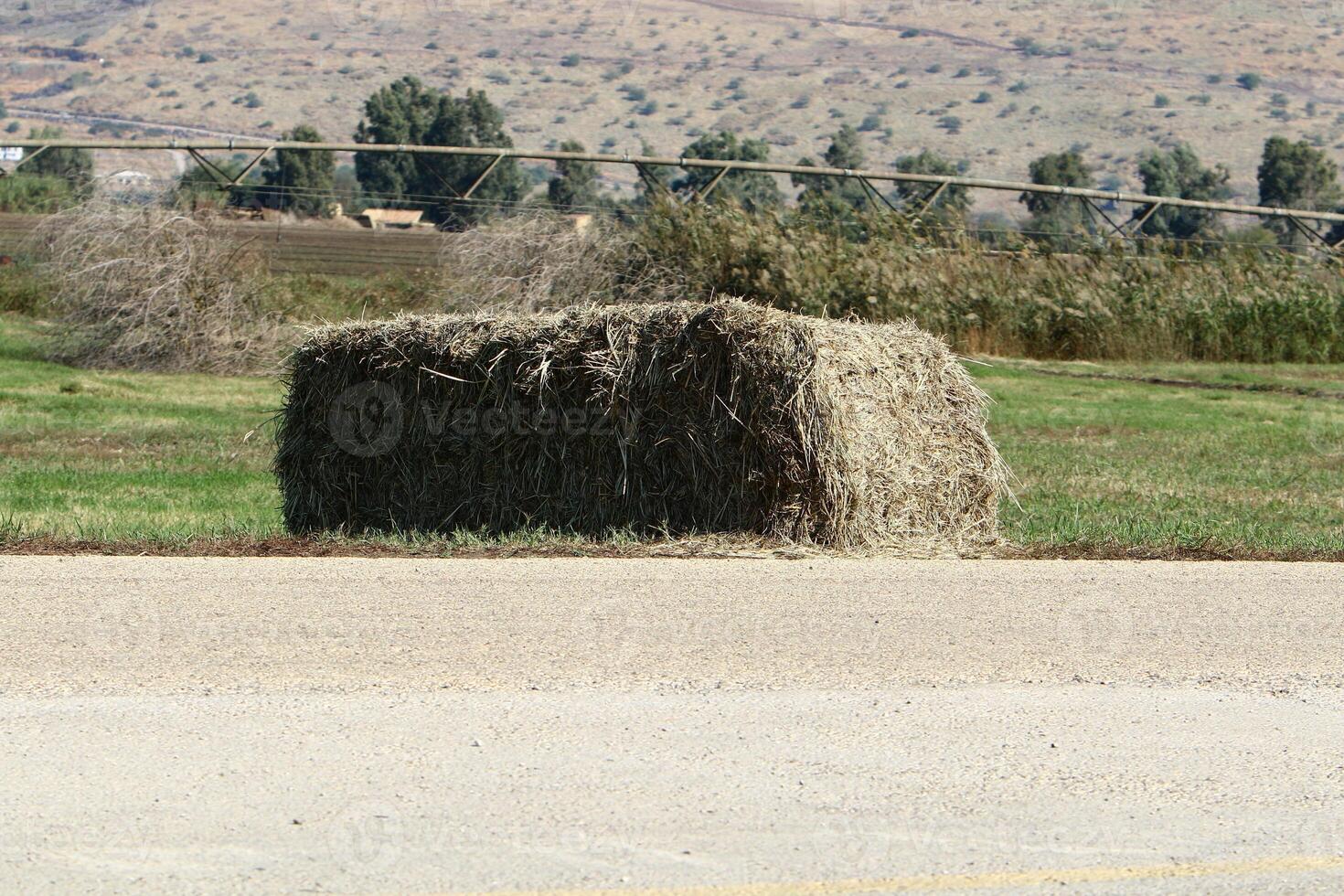 Straw is the dry stems of cereal crops remaining after threshing. photo