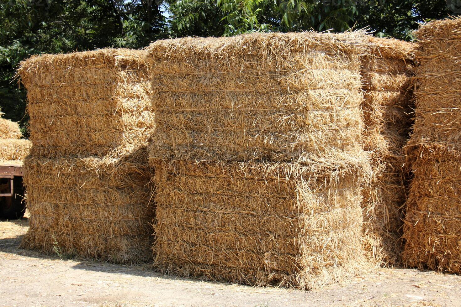 Straw is the dry stems of cereal crops remaining after threshing. photo