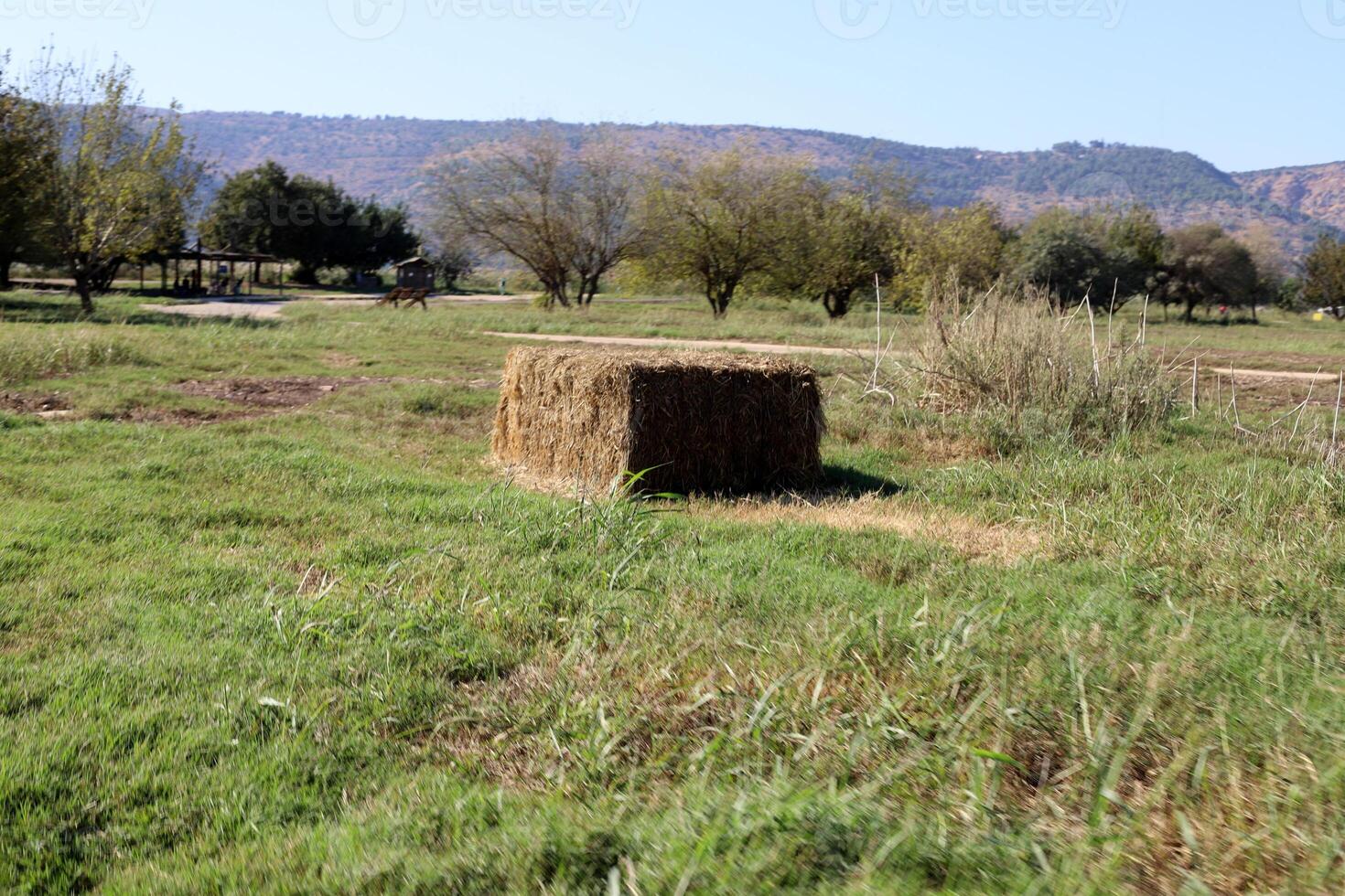 Straw is the dry stems of cereal crops remaining after threshing. photo