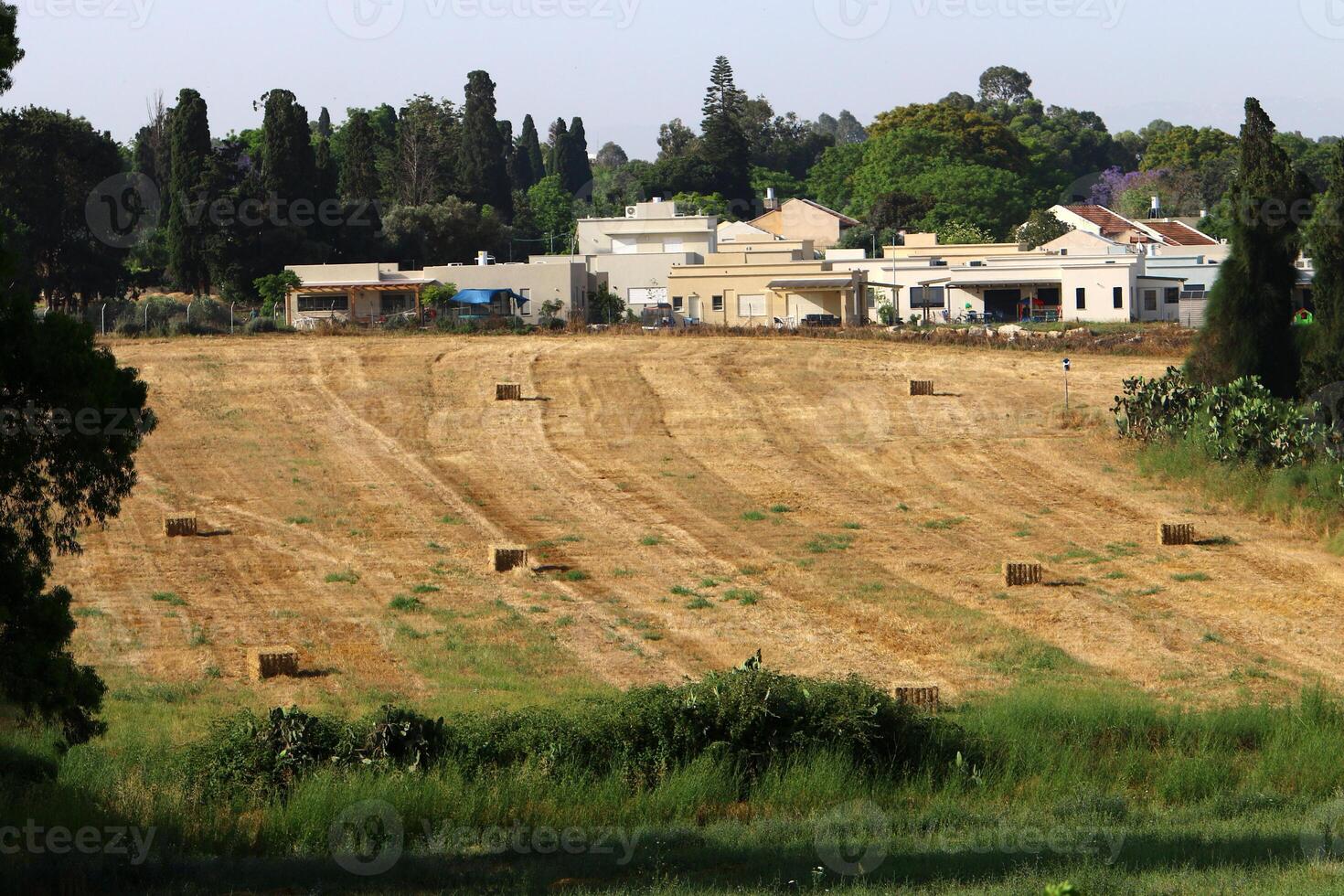 Straw is the dry stems of cereal crops remaining after threshing. photo