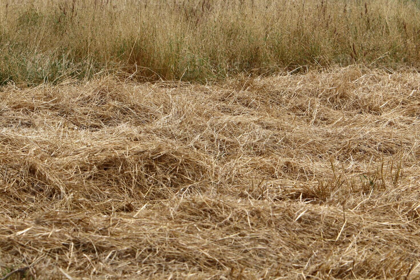 Straw is the dry stems of cereal crops remaining after threshing. photo
