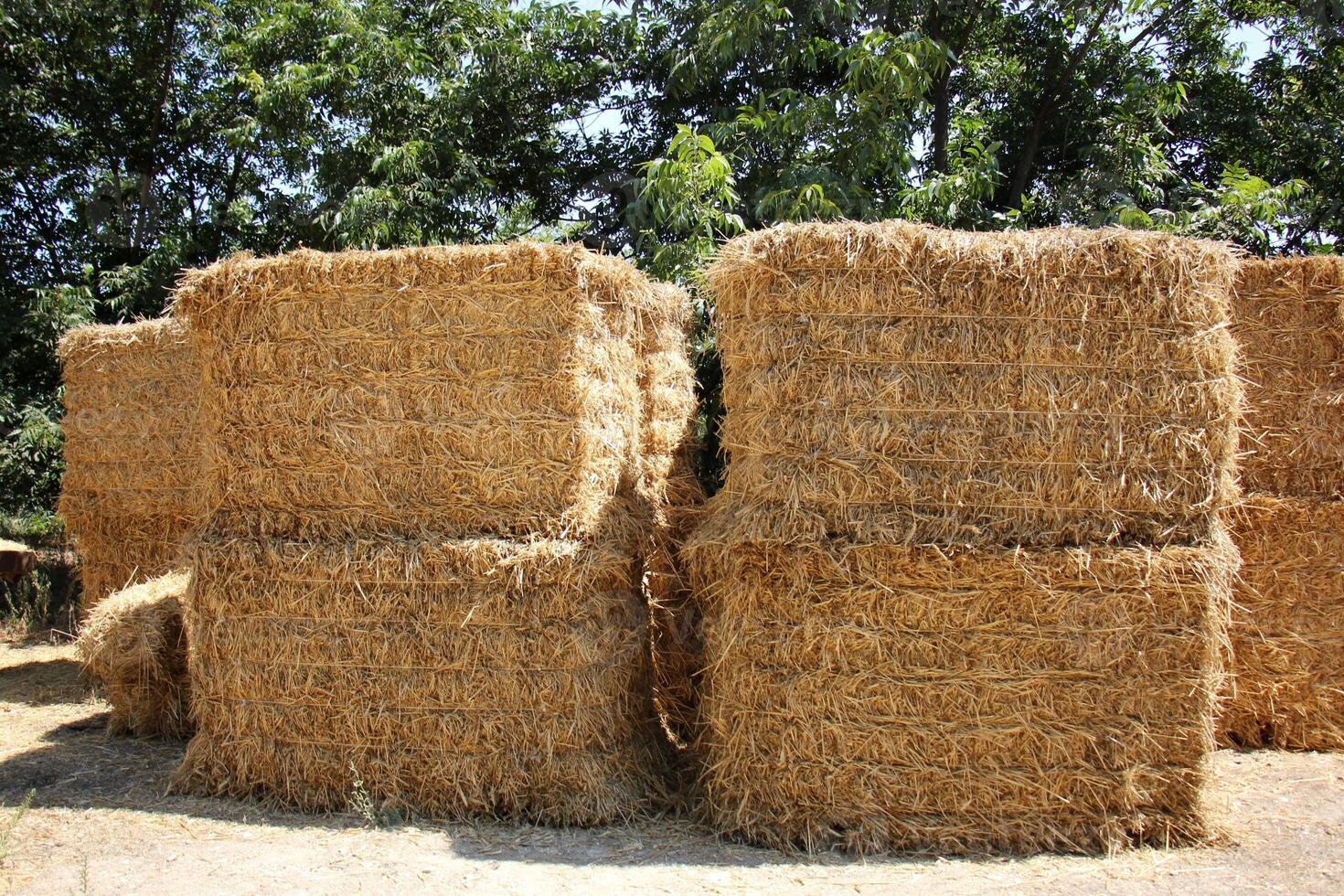 Straw is the dry stems of cereal crops remaining after threshing. photo