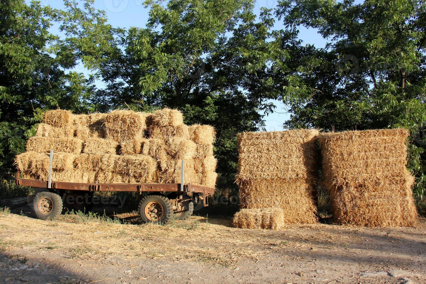 Straw is the dry stems of cereal crops remaining after threshing. photo