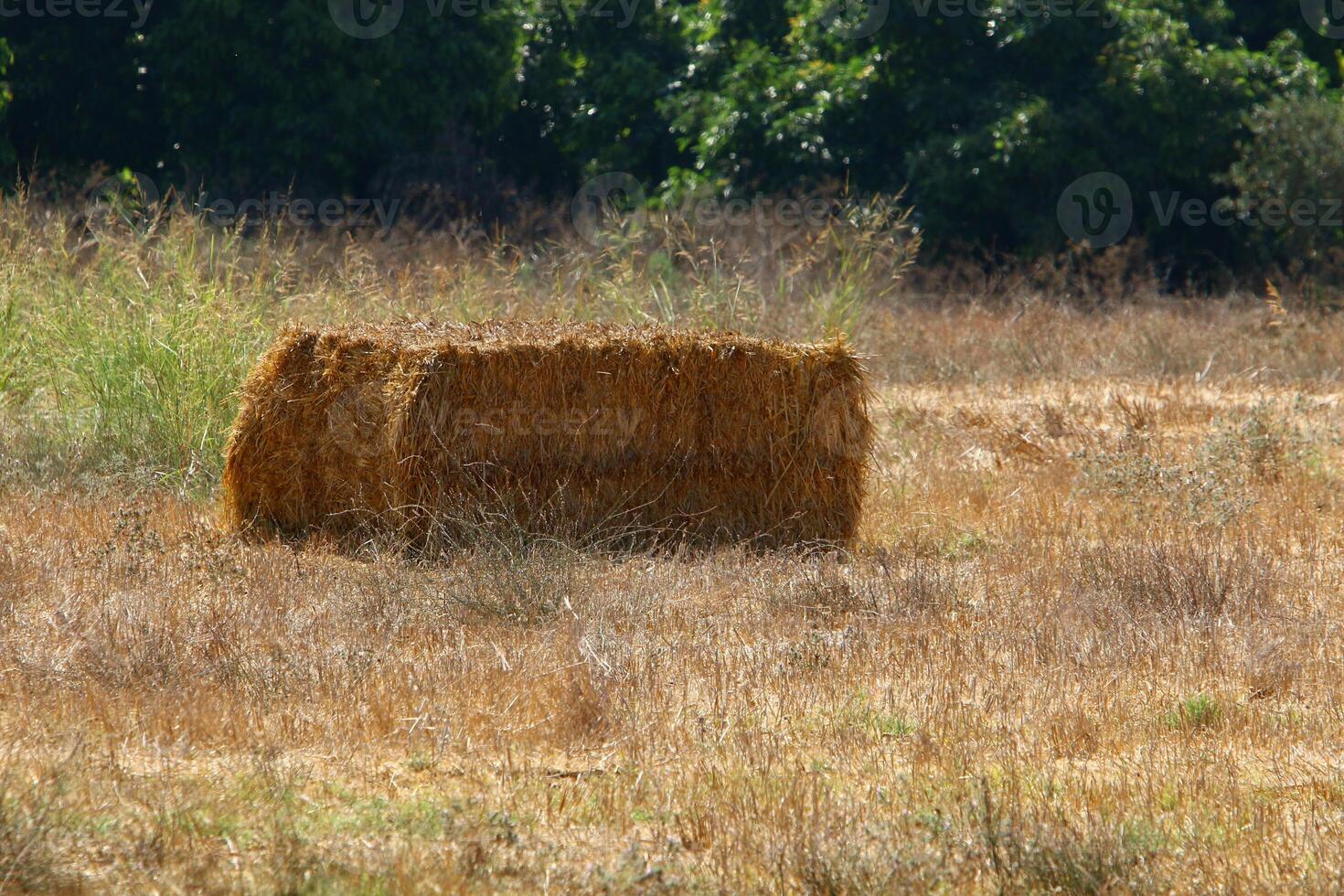 Straw is the dry stems of cereal crops remaining after threshing. photo