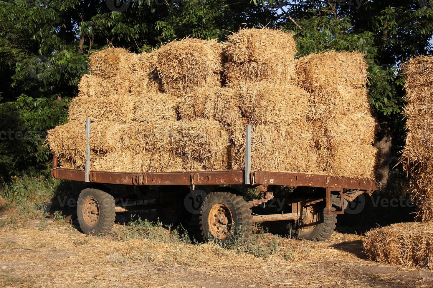 Straw is the dry stems of cereal crops remaining after threshing. photo