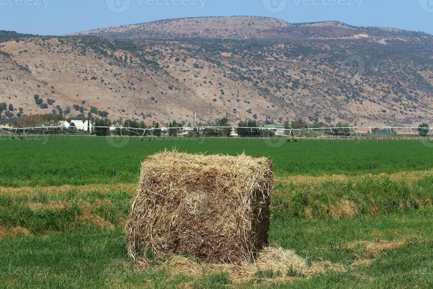 Straw is the dry stems of cereal crops remaining after threshing. photo