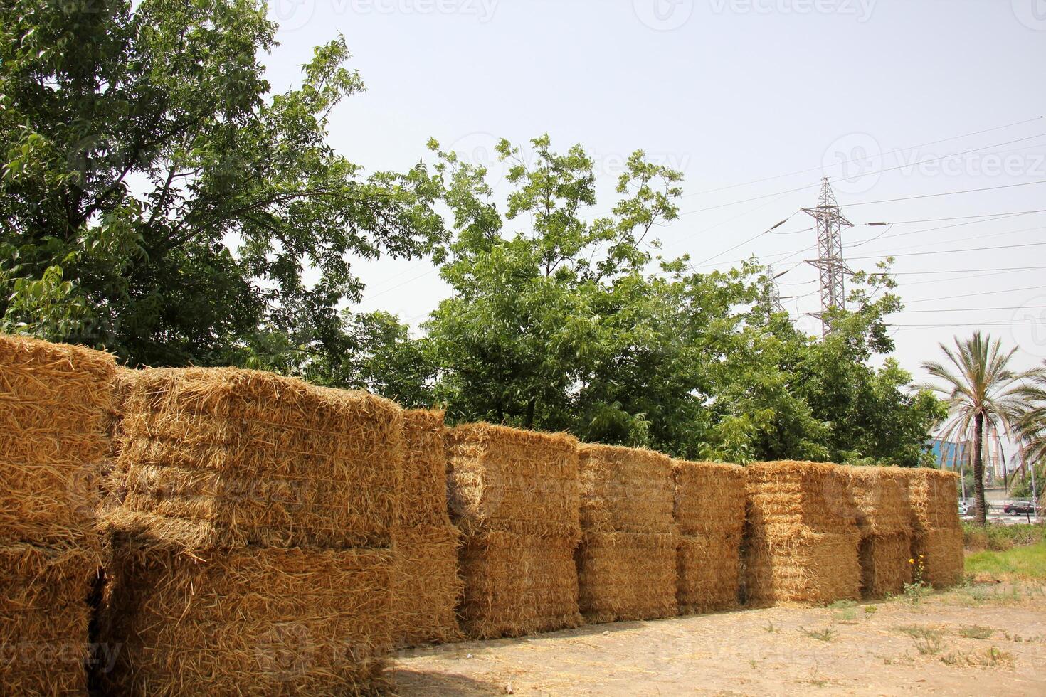 Straw is the dry stems of cereal crops remaining after threshing. photo