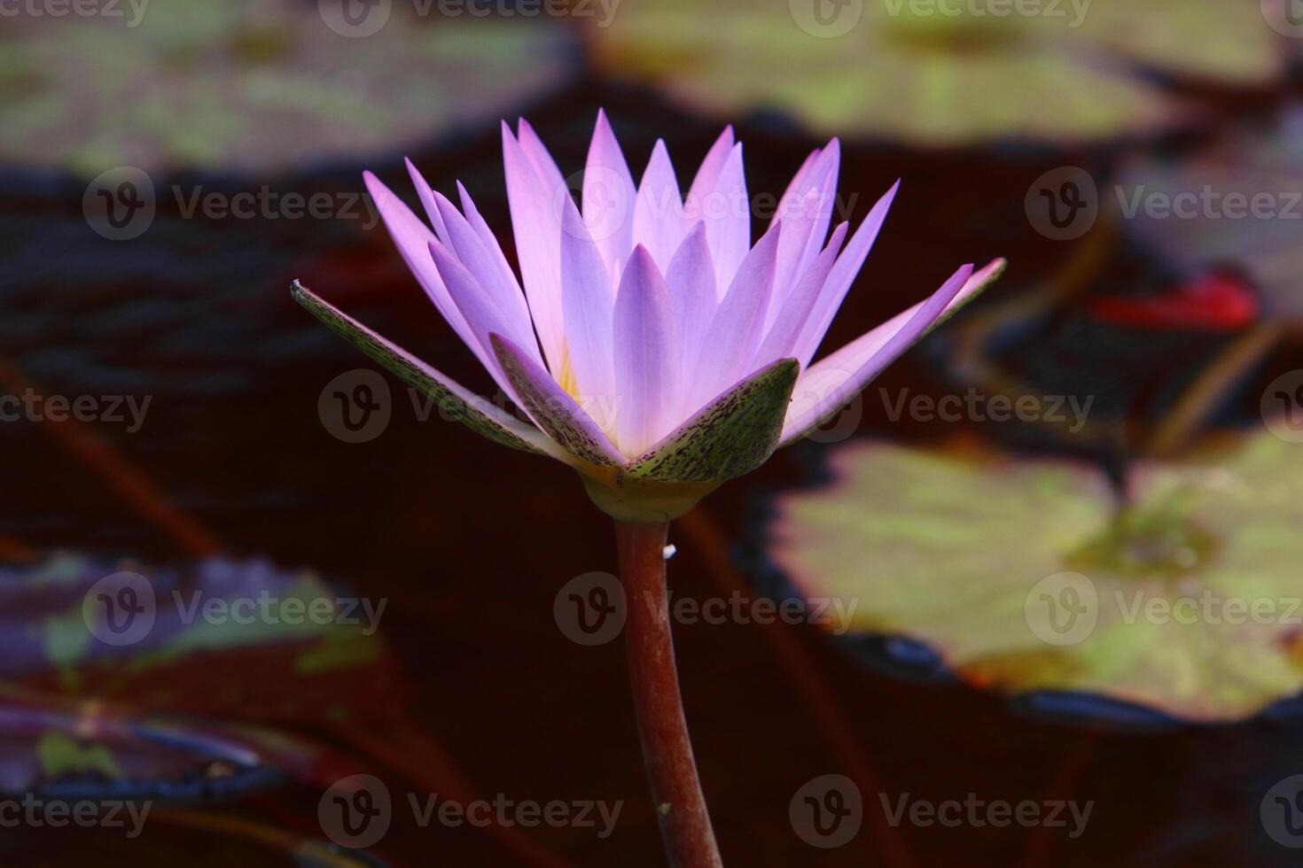 A water lily grows in a fresh water pond. photo