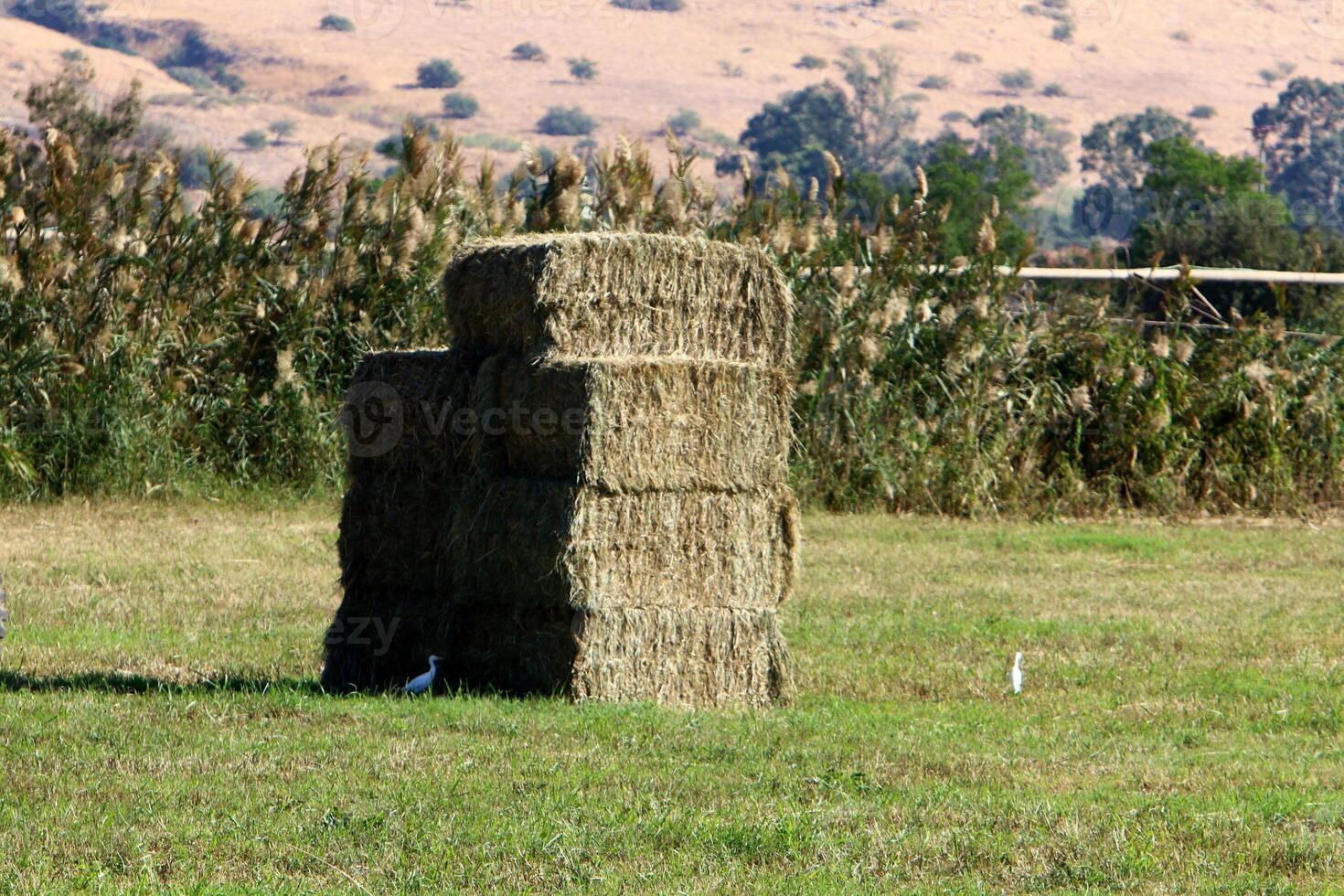 Straw is the dry stems of cereal crops remaining after threshing. photo