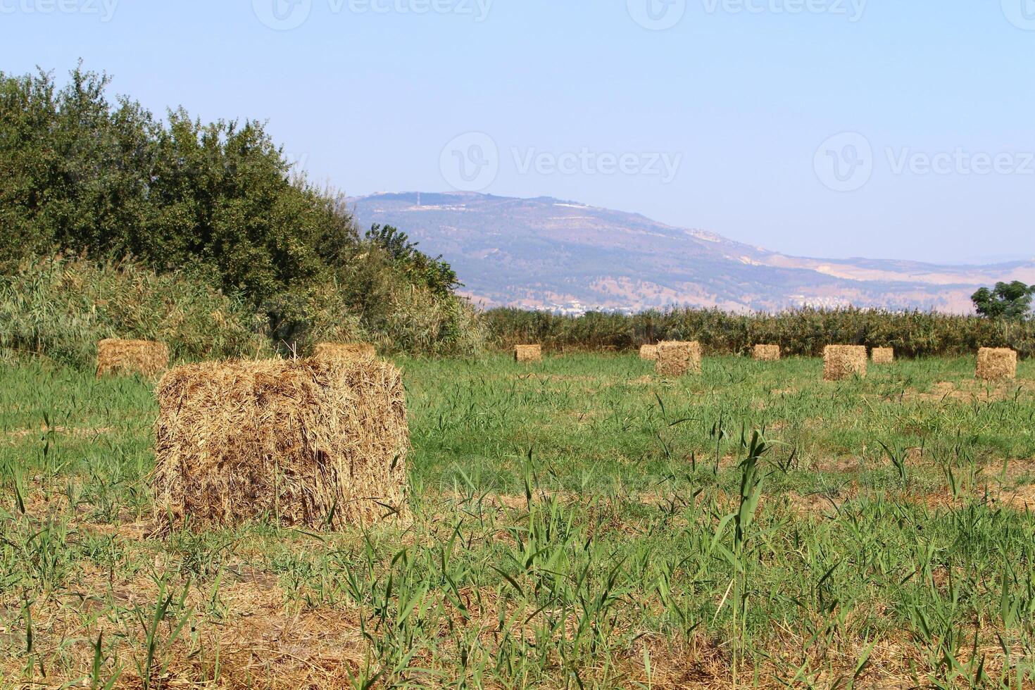 Straw is the dry stems of cereal crops remaining after threshing. photo