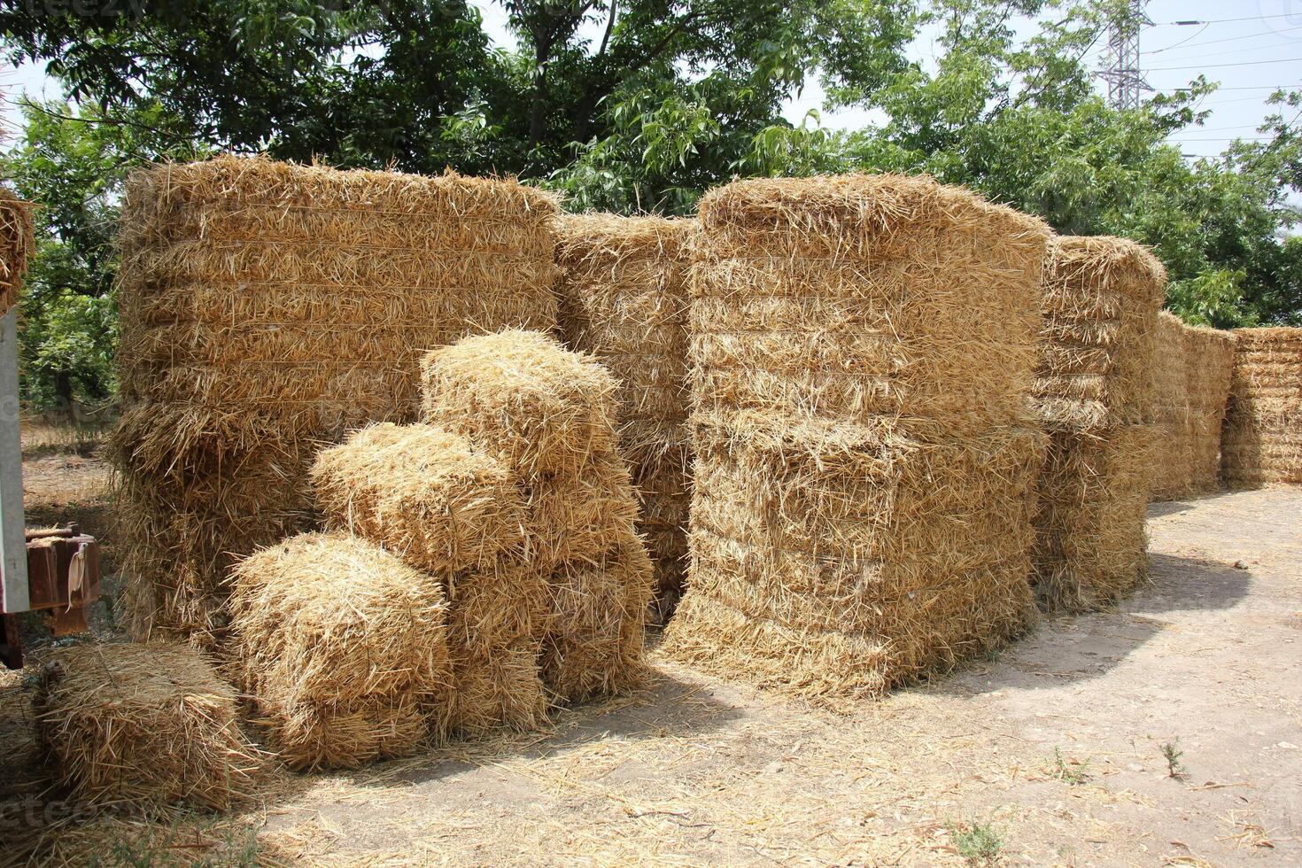 Straw is the dry stems of cereal crops remaining after threshing. photo