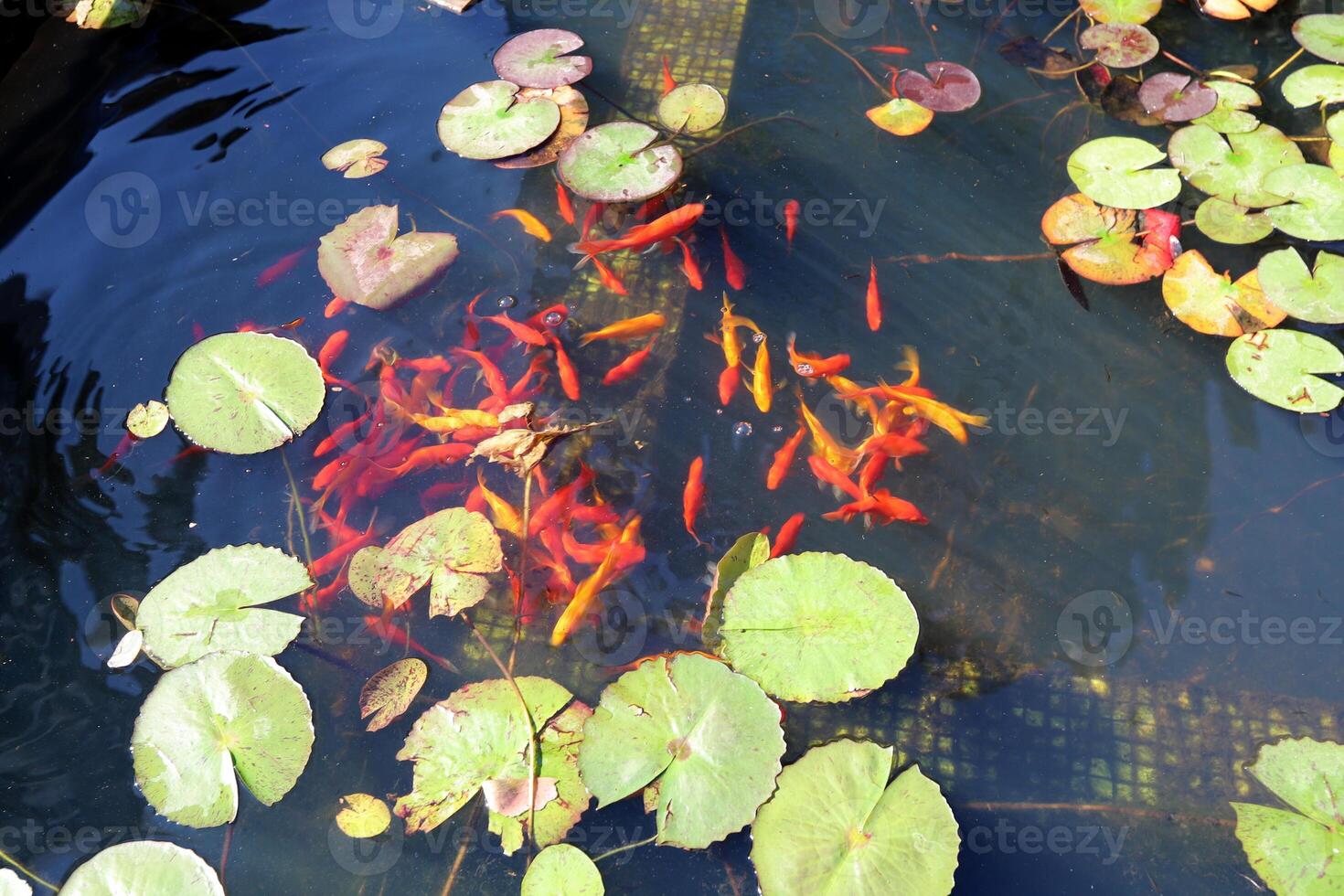 A water lily grows in a fresh water pond. photo